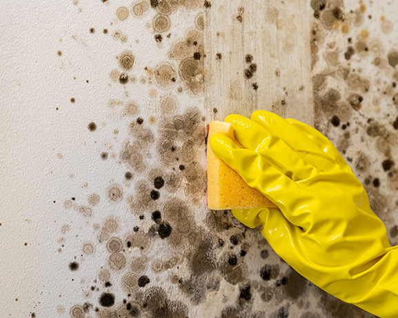 Mould removal services